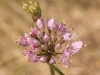 Allium 2/3