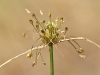 Allium ? 2/3