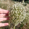 Allium ? 2/4