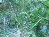 Allium 2 de 4