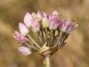 Allium 3/3