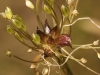 Allium ? 3/3
