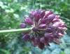Allium 3 de 4