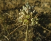 Allium