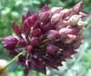 Allium 4 de 4