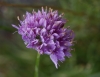 Allium lusitanicum Lam.