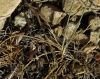 Allium moschatum L.