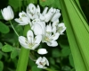 Allium neapolitanum Cirillo