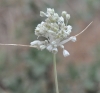 Allium paniculatum L.