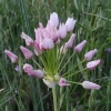 Allium roseum ?