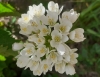 Allium roseum ?