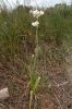 Allium roseum L.