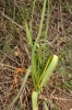 Allium roseum L.
