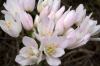 Allium roseum L.