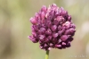 Allium scorodoprasum L. subsp. rotundum (L.) Stearn