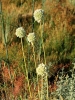 Allium sp.