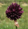 Allium sphaerocephalon L.