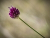 Allium sphaerocephalon L. Allium sphaerocephalon L.