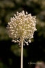 Allium ampeloprasum L.