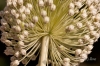 Allium ampeloprasum L.