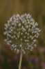 Allium ampeloprasum L.