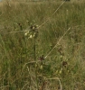 Allium oleraceum 2/2 (a confirmar)
