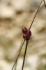 Allium pruinatum Link ex Spreng.