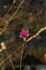 Allium sp.
