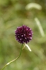 Allium sphaerocephalon L. Allium sphaerocephalon L.