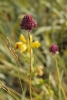 Allium sphaerocephalon L. Allium sphaerocephalon L.