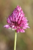 Allium sphaerocephalon L. Allium sphaerocephalon L.