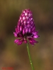 Allium sphaerocephalon L. Allium sphaerocephalon L.