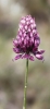 Allium sphaerocephalon L. Allium sphaerocephalon L.