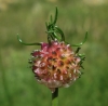 Allium vineale L.