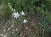 Anthericum liliago ? 1/2 Anthericum liliago ? 1/2