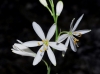 Anthericum liliago ? Anthericum liliago ?
