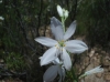 Anthericum liliago ? Anthericum liliago ?