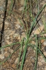 Anthericum liliago L. Anthericum liliago L.