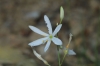 Anthericum liliago L. Anthericum liliago L.