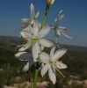 Anthericum liliago L.
