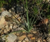 Anthericum liliago L. Anthericum liliago L.