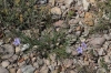 Aphyllanthes monspeliensis L. Aphyllanthes monspeliensis L.