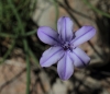 Aphyllanthes monspeliensis L. Aphyllanthes monspeliensis L.