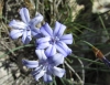 Aphyllanthes monspeliensis L. Aphyllanthes monspeliensis L.