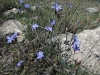 Aphyllanthes monspeliensis L. Aphyllanthes monspeliensis L.