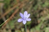 Aphyllanthes monspeliensis L. Aphyllanthes monspeliensis L.