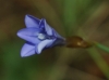 Aphyllanthes monspeliensis L. Aphyllanthes monspeliensis L.