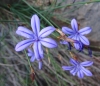 Aphyllanthes monspeliensis L. Aphyllanthes monspeliensis L.