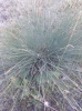 Aphyllanthes monspeliensis L. Aphyllanthes monspeliensis L.