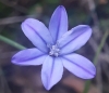 Aphyllanthes monspeliensis L. Aphyllanthes monspeliensis L.